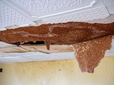 Professional black mold removal services in Bryant - Bryant Black Mold Removal
